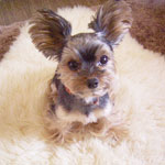 クリス4歳の誕生日の朝♪