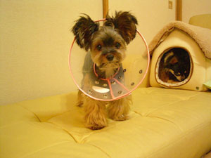 カラー付きクリス