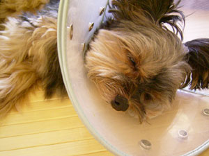 つかれた・・・