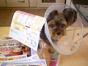 立っても落ちません。