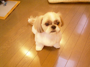 トリミング、行ってきたよ。