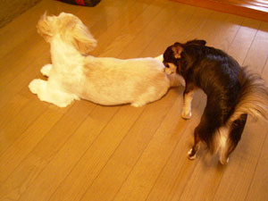 シエルお兄ちゃん、いい匂い♪