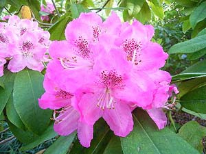 syakun6しゃくなげ四月 コピー.jpg