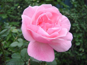 aaoobara007薔薇 （ばら） コピー.jpg