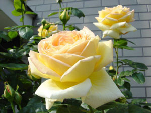 aaoobara00薔薇 （ばら） コピー.jpg