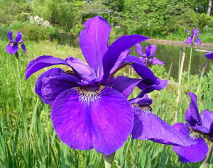 ayame01文目 （あやめ）五 コピー.jpg