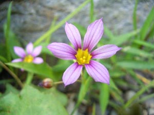 niwazeにわぜきしょう五月 コピー.jpg