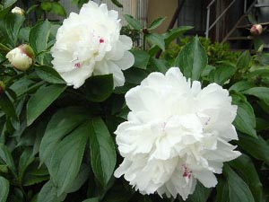 syakuy2芍薬 （しゃくやく コピー.jpg