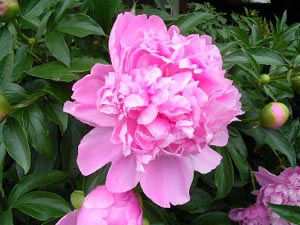 syakuy5芍薬 （しゃくやく コピー.jpg