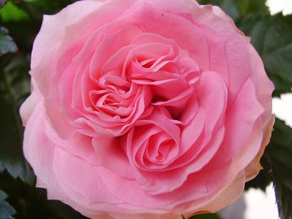 コルダナローズ1－2