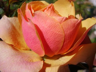 コルダナローズ2