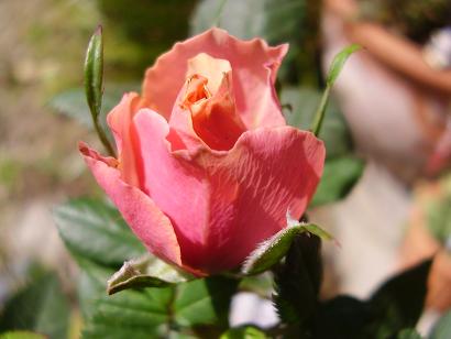 コルダナローズ3