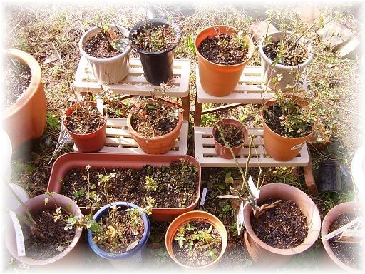 鉢植の極一部　芽吹きラッシュ