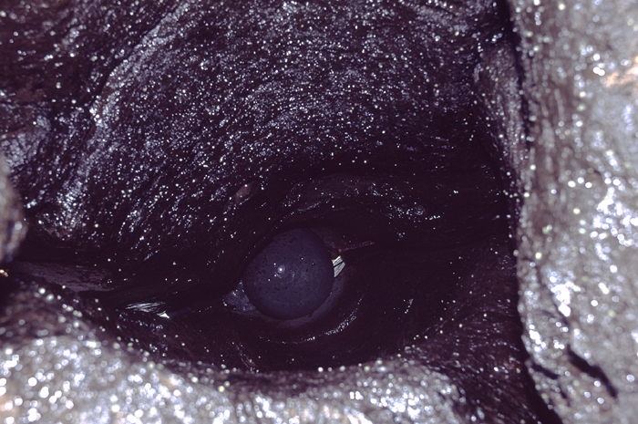 島クイズ6月追加4