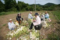 にんにく集荷作業.jpg