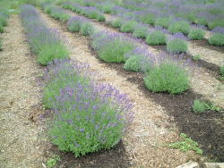 ヴィラデスト04