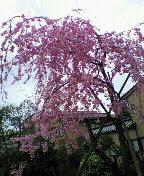 枝垂桜ですねん♪