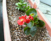 花03
