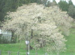 臥龍桜2