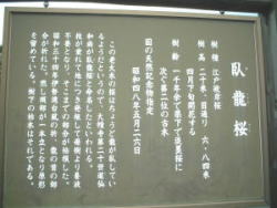 臥龍桜6