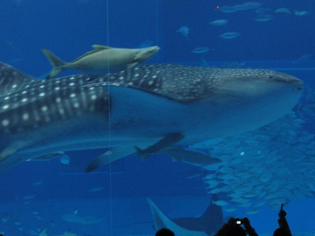 060204美ら海水族館