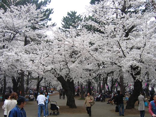 060402大宮公園2