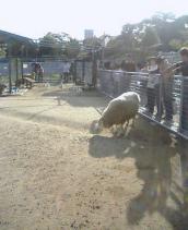 天王寺動物園　ヒツジ