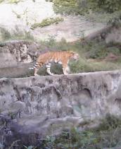 天王寺動物園　トラ