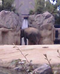 天王寺動物園　ゾウ