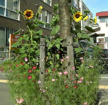 ひまわりとコスモス