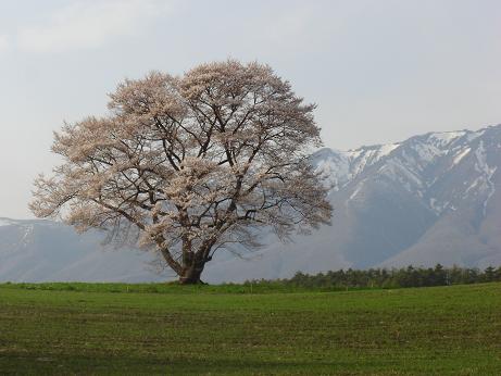 一本桜２