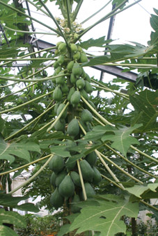 papaya-tree