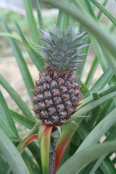 pineapple