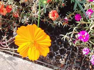 ヨドバシに行く途中見かけた花壇の花