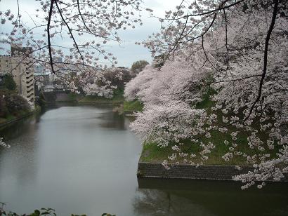 桜　東京