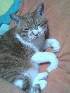 ひこ