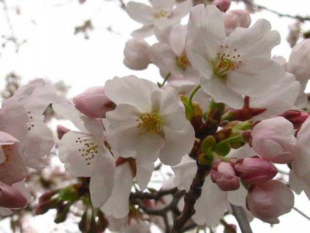 桜の花