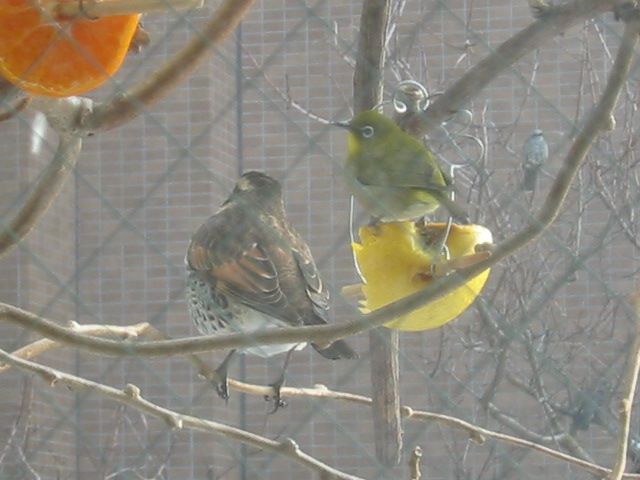 メジロと向こうにツグミ