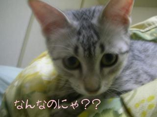 なんなのにゃ？？