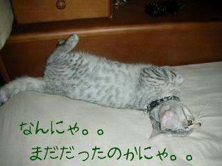 まだだったのかにゃ