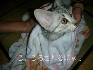 助けをもとめるたまぽん