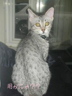 用かにゃ？？