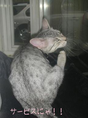 サービスにゃ！