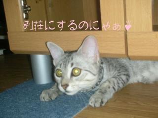 おちつくたまかちゃん