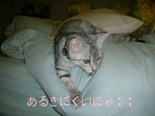 おふとん苦手なの；；
