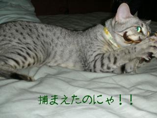 捕まえたのにゃ！！