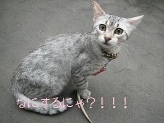 なにするにゃ？！
