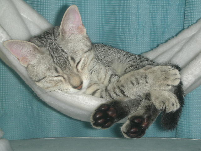 おねむのたまかちゃん