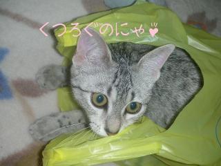 くつろぐのにゃ