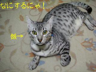 ２なにするにゃ！ぎ